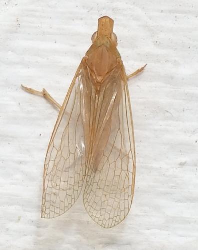 Hyalodictyon nodivena